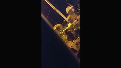 desi girl Bus stand  pee open  at night