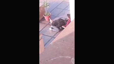 desi lovers blowjob caught in collage