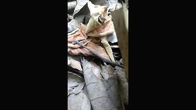 jungle mein gf ko choda