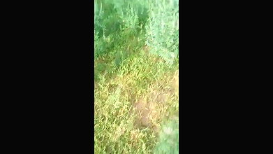 VID 20260409 WA0018