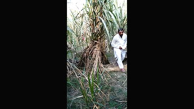 Indian village bhabhi outdoor fucking scandal