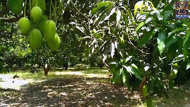 Priya Tiwari Mega Collections (47)