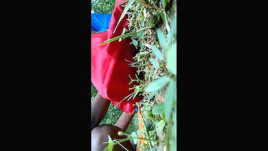 Sexy girl fuck with bf in field