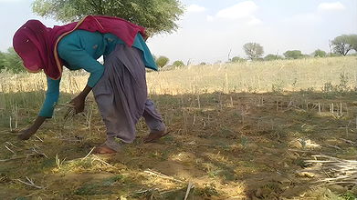 Bahar khet me kam rahi Ghar le ja ke salwar khol ke choda