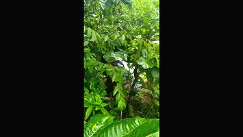 mymr lover fucking outdoor