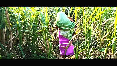 Husband’s friend went to meet the new daughter-in-law in the sugarcane field. Daughter-in-law was to fuck by a friend..