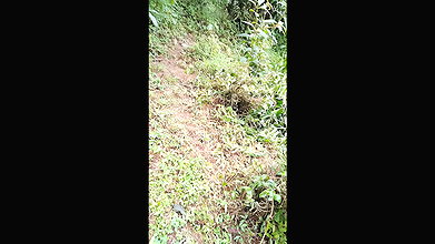 Jangal main mangal