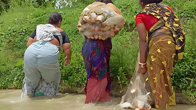 3 Village women net fishing in village pond   Vill