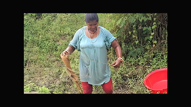 Amazing Mouni Net Fishing video for Big Carp Fishe