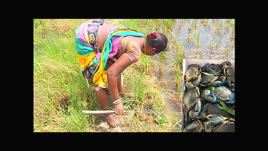 x  Amazing Mud Crab Hunting    Sea Crab Catching by V