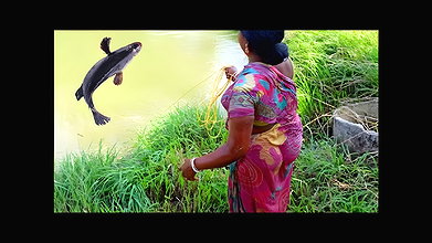 Amazing Net Fishing by Village women  Part -3