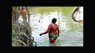 Amazing Net Fishing by Village Women    Big Big Fi