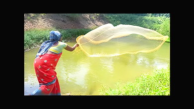 Amazing Net Fishing in Village    Women Casting Ne