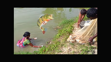Amazing Net Fishing Video   Traditional village fi