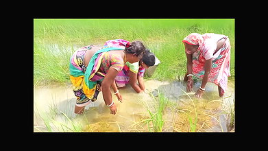 Amazing Sea crab Catching  Village Women Fishing