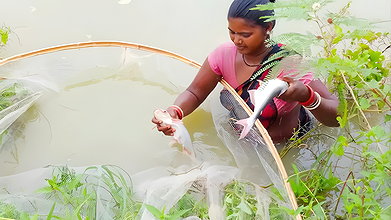 Amazing village women fishing technique    village