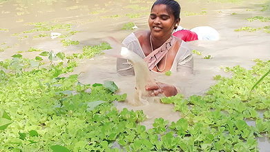Amazing Village Women Net Fishing Video in Village