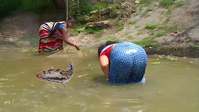 Amazing Village Women net fishing   Best fishing v
