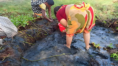 Amazing Village Women traditional hand fishing