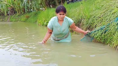 Beautiful Village Woman Net fishing in Pond    vil