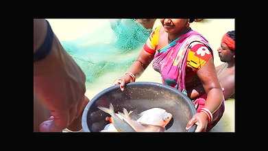 Best Fishing Video    Traditional fishing in Villa