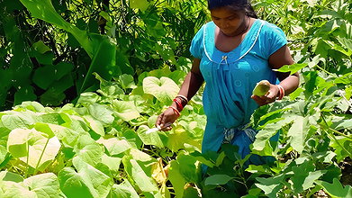 Cucumber Harvesting in My Garden   আমার বাগানে শসা