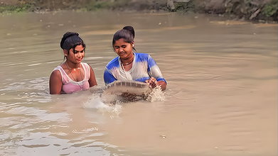 Incredible Big Chitol fish caught by Village Women