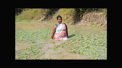 xNew Amazing Village Women Net Fishing in Village p