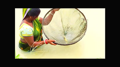 Prawns Fishing in Local River    Indian women catc