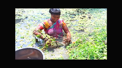Traditional Hand Fishing by Village Women