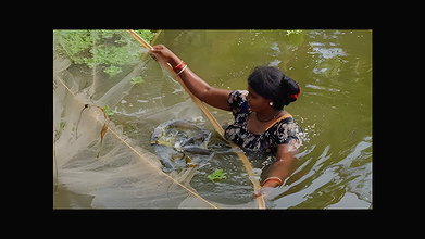 Traditional Net fishing by Village Lady   আজ আমি প