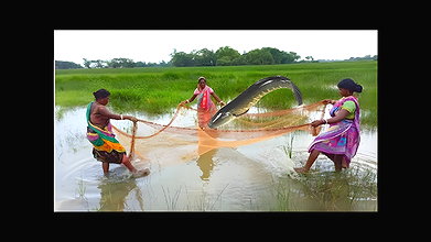 Unique Net Fishing Technique by Indian Women    Su