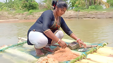 Village Lady Amazing Net fishing    Net Casting vi