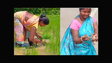 Village Paddy Farming and Fishing  Village woman F