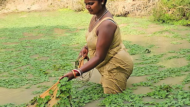 Village Women New Net fishing video 3