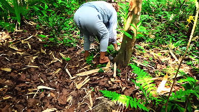 Fucking in the jungle with girlfriend,with clear dirty talking