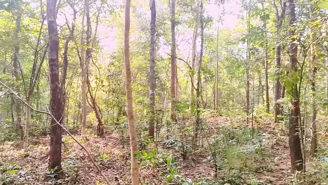 Outdoor Jungle Sex. Desi Bhabi Fucking Husbend’s Small Stepbrother Big Dick in Forest. Telugu Dirty Talks
