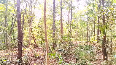 Outdoor Jungle Sex. Desi Bhabi Fucking Husbend’s Small Stepbrother Big Dick in Forest. Telugu Dirty Talks