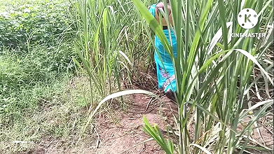 Marathi wife fast time outdoors fucking