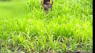 The desi daughter-in-law of the village is taking off her clothes in the millet field and showing her finger in her pussy to her father-in-law