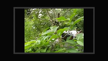 dehradoun ki bhabhi ko forest mai choda
