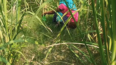 Village girl went to sugarcane field to peessing. Unknown boy fucked her before marriage, Hindi audio. HQ xdesi