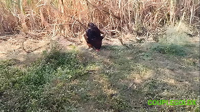 The Pee in My Field Has Ordered That You Have to Sleep with Me