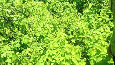 Today Afternoon, Bhabhi in Law Called Devr in Law to the Jungle and Fucked Her Slowly Slowly.