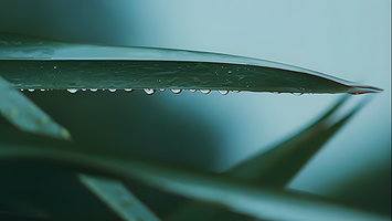 Najpiękniejsza dziewczyna z dużymi naturalnymi cyckami masuje swoje ogromne duże cycki olejem i napalona palcowania jej cipki ekstremalny orgazm