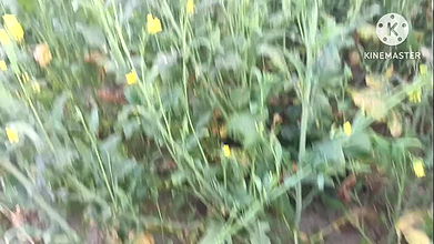 Desi village bhabhi hardcore doggy style sex with moans and dirty hindi talkty