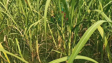 Village girl went to sugarcane field to peessing. Unknown boy fucked her before marriage, Hindi audio. HQ xdesi