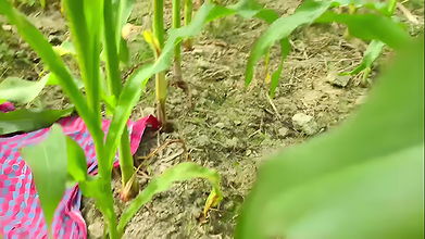 Bhabhi and stepbrother In the cornfield I enjoyed fucking