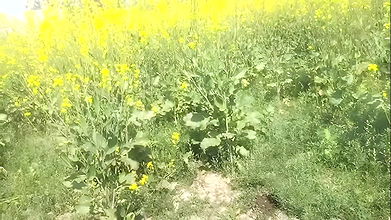 Deshi girl xxx video