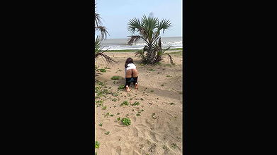 Beach Cat Walk. Outdoor View